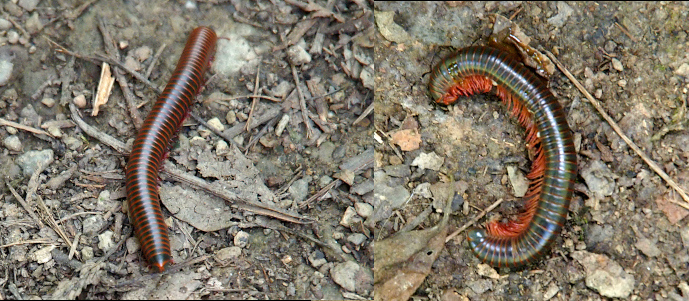 [Two photos spliced together. On the left is a top-down view of the millipede as it locomotes across the ground. The body segments appear to alternate in color between rust brown and black. The black sections expand as the milipede moved. On the right is a millipede curled to the left so all its many rust-colored hair-like legs are visible. In this view the millipede's body appears to be a silvery-gray color.]